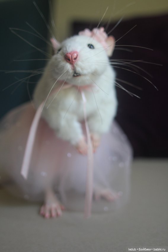 КрЫсота в розовой пачке — Игрушки в смешанной технике (мех и глина): Арт (фото 8)