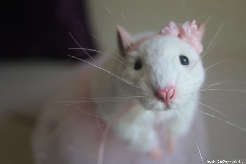 КрЫсота в розовой пачке — Игрушки в смешанной технике (мех и глина): Арт