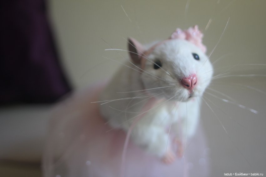 КрЫсота в розовой пачке — Игрушки в смешанной технике (мех и глина): Арт (фото 3)