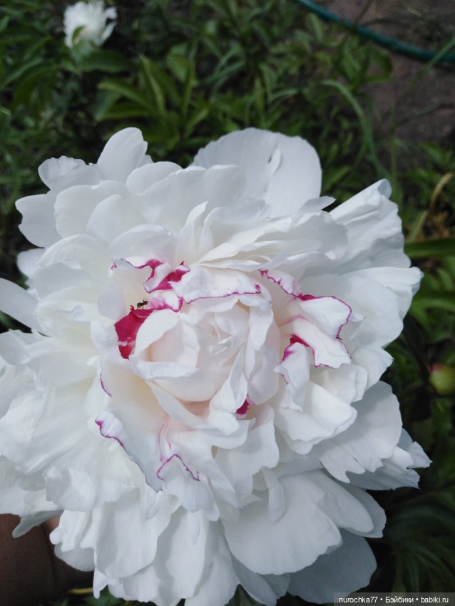 Про Нафочку. В пионах — Гибриды шарнирных кукол (не БЖД): подбор тела (фото 5)