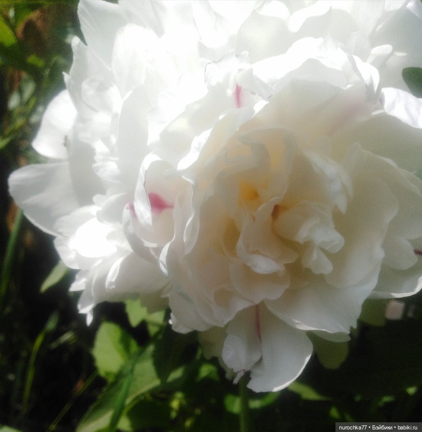 Про Нафочку. В пионах — Гибриды шарнирных кукол (не БЖД): подбор тела