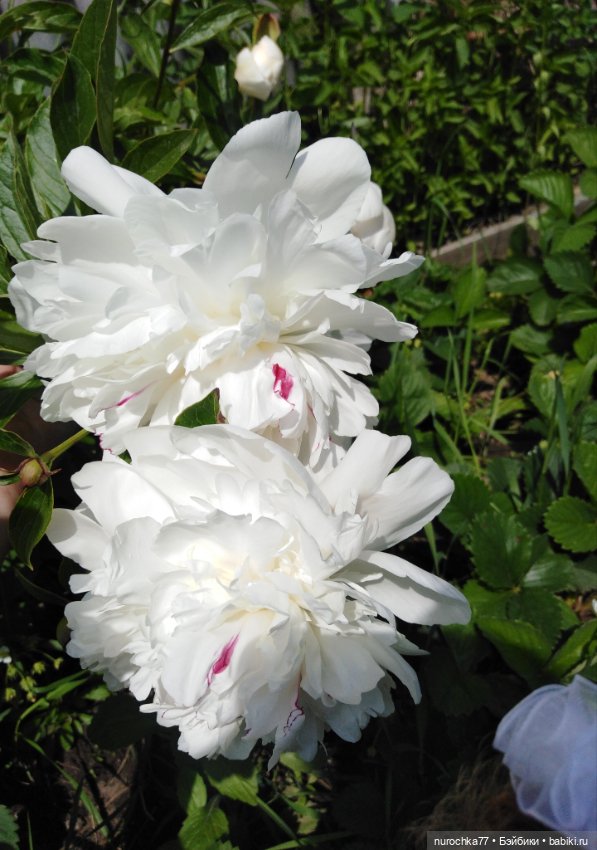 Про Нафочку. В пионах — Гибриды шарнирных кукол (не БЖД): подбор тела