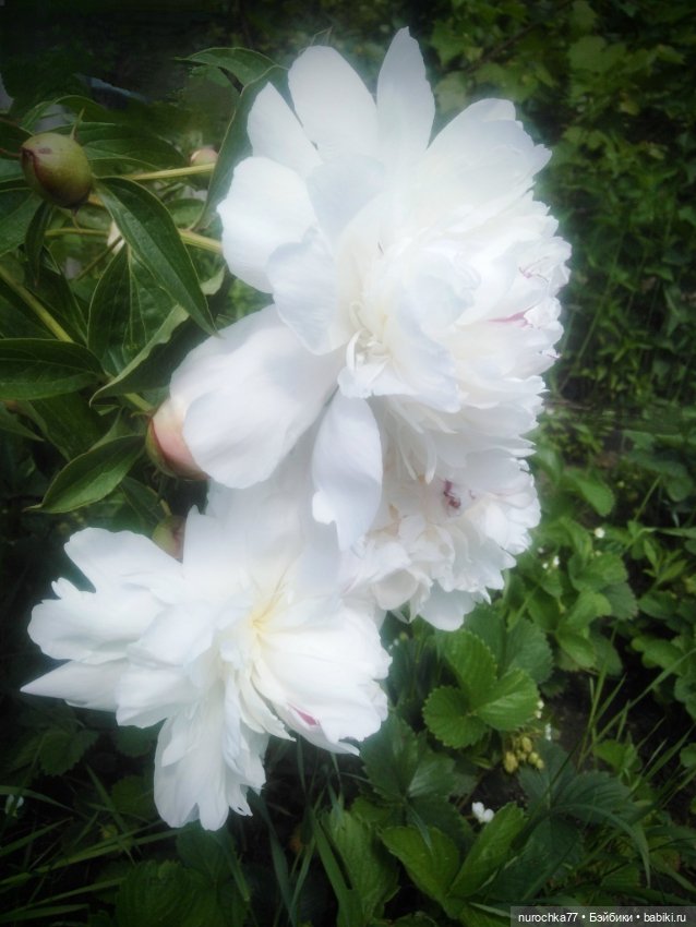 Про Нафочку. В пионах — Гибриды шарнирных кукол (не БЖД): подбор тела (фото 9)