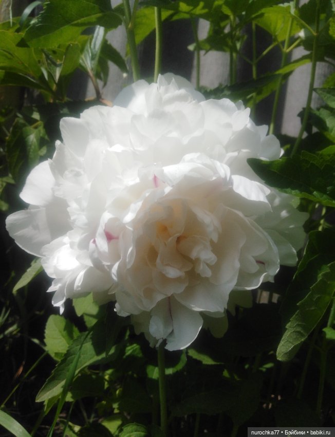 Про Нафочку. В пионах — Гибриды шарнирных кукол (не БЖД): подбор тела (фото 7)