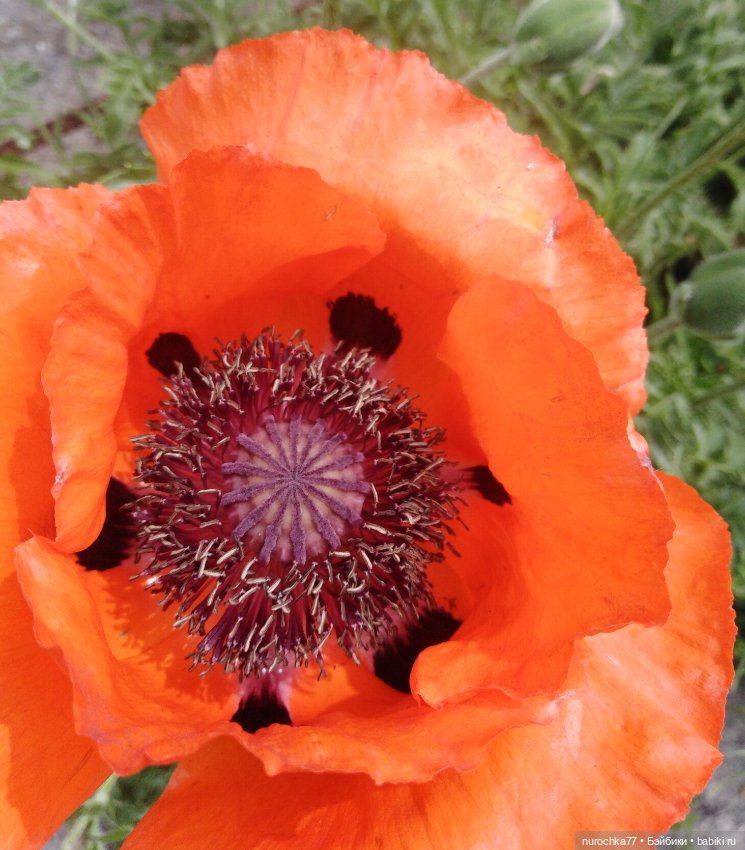 Про Нафочку. Трудяга — Гибриды шарнирных кукол (не БЖД): подбор тела