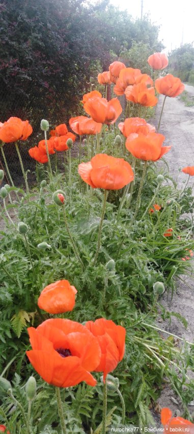 Про Нафочку. Трудяга — Гибриды шарнирных кукол (не БЖД): подбор тела