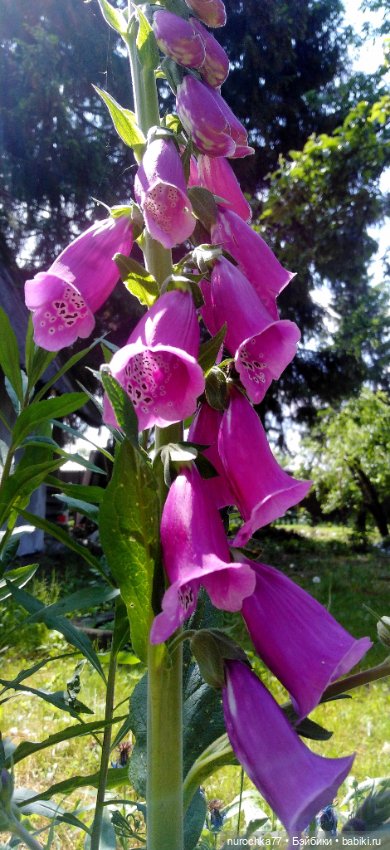 Про Нафочку. Трудяга — Гибриды шарнирных кукол (не БЖД): подбор тела