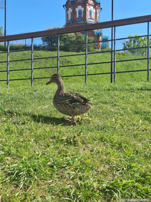 Mr. LLam — Экшн (фото 10)