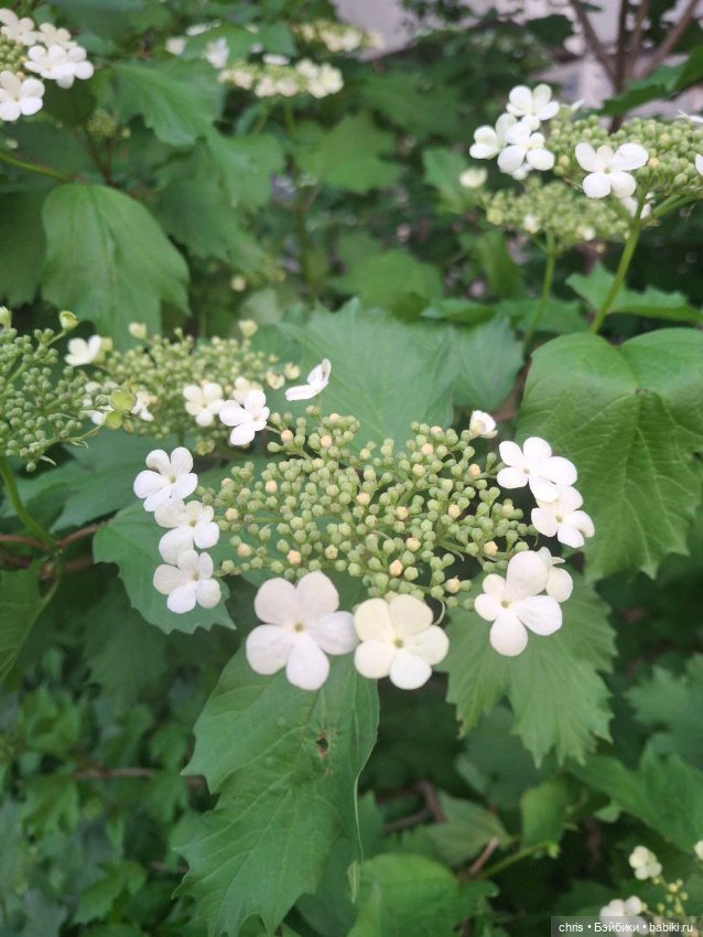 Mr. LLam — Экшн (фото 8)