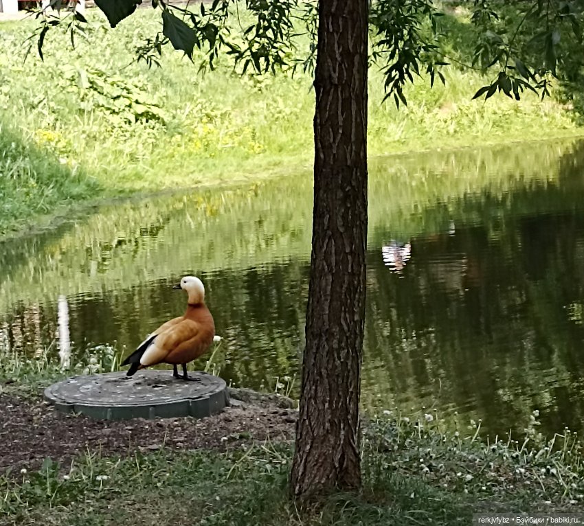 Есть в графском парке — Текстильные игрушки и примитивы: кофейные (фото 4)