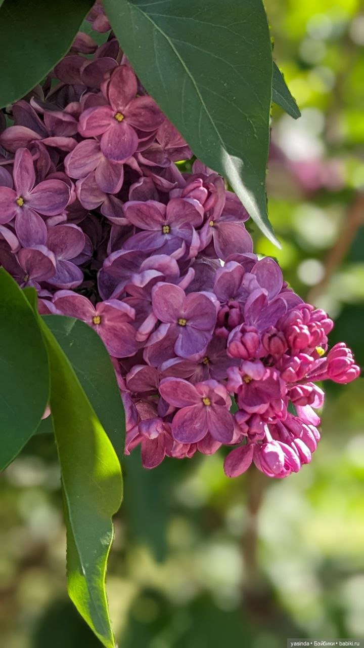 Сиреневый май — Азиатские виниловые куклы (разное): Китай (фото 9)