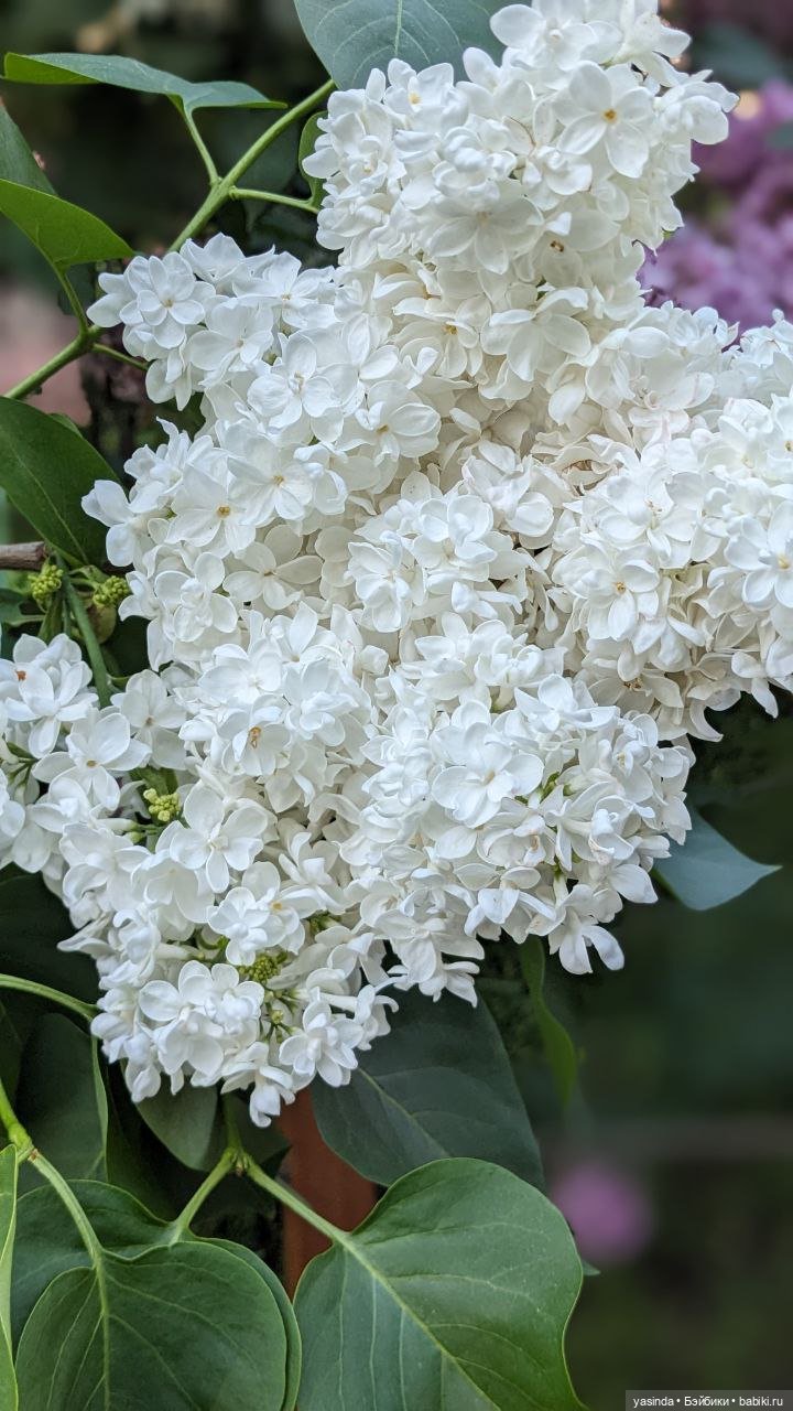 Сиреневый май — Азиатские виниловые куклы (разное): Китай