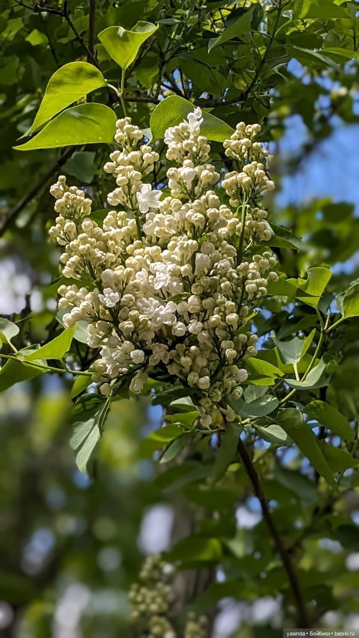 Сиреневый май — Азиатские виниловые куклы (разное): Китай