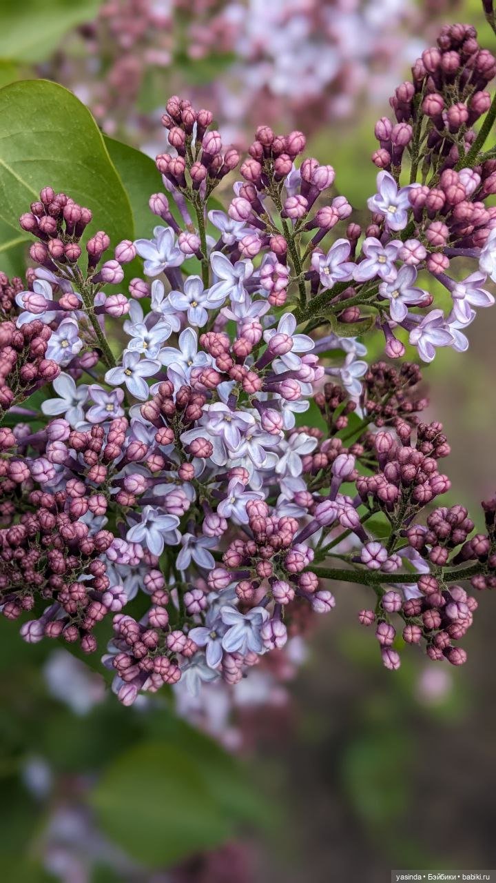 Сиреневый май — Азиатские виниловые куклы (разное): Китай (фото 6)