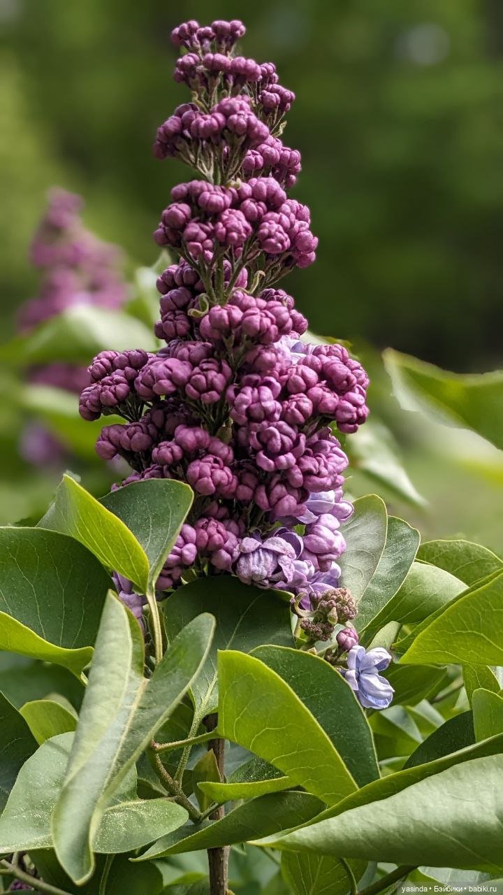 Сиреневый май — Азиатские виниловые куклы (разное): Китай