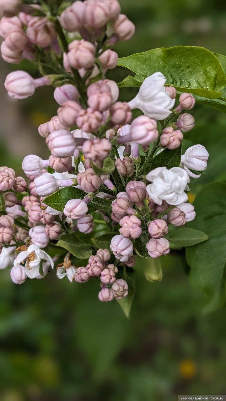 Сиреневый май — Азиатские виниловые куклы (разное): Китай (фото 3)