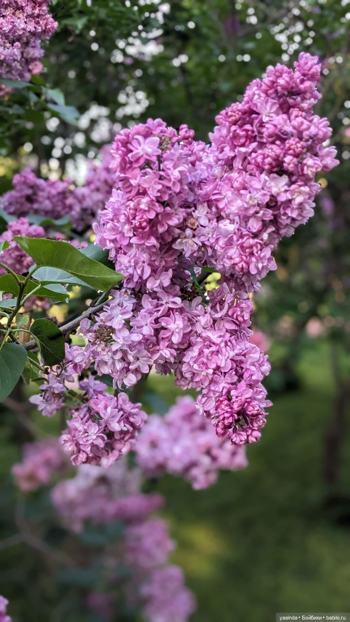 Сиреневый май — Азиатские виниловые куклы (разное): Китай