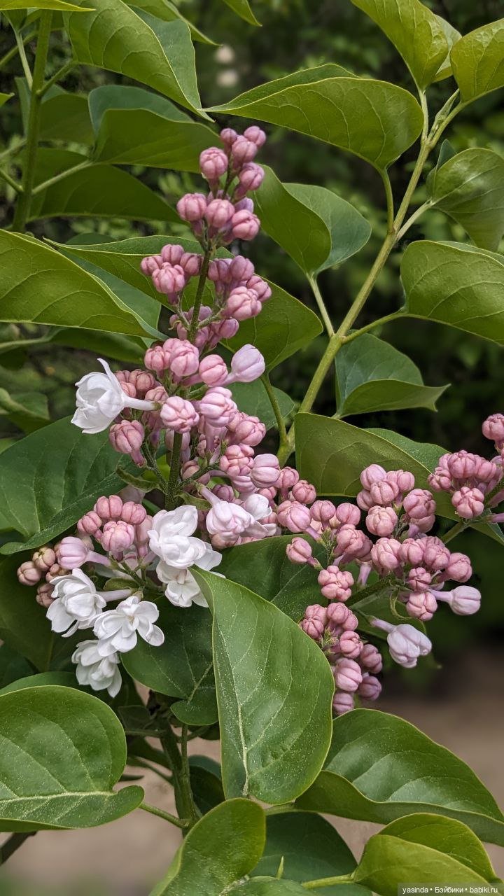Сиреневый май — Азиатские виниловые куклы (разное): Китай