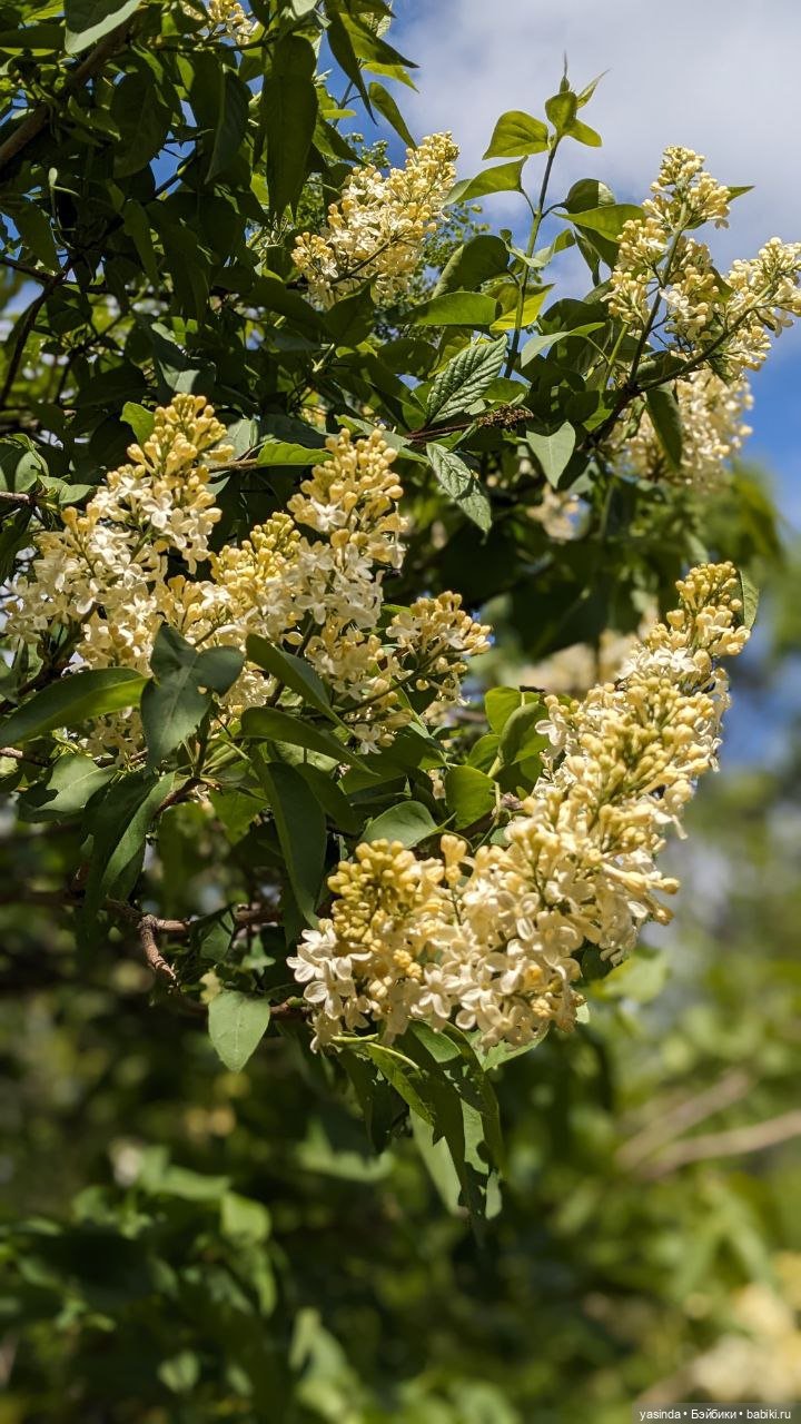 Сиреневый май — Азиатские виниловые куклы (разное): Китай
