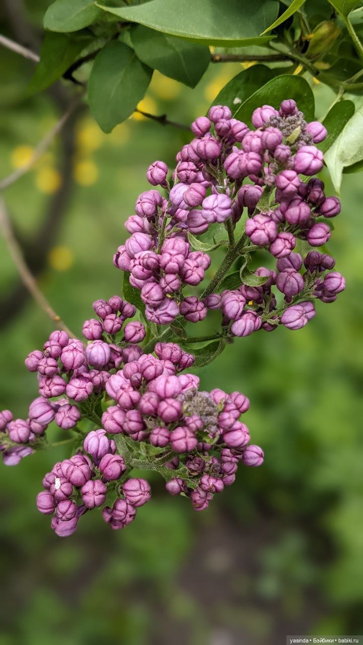 Сиреневый май — Азиатские виниловые куклы (разное): Китай