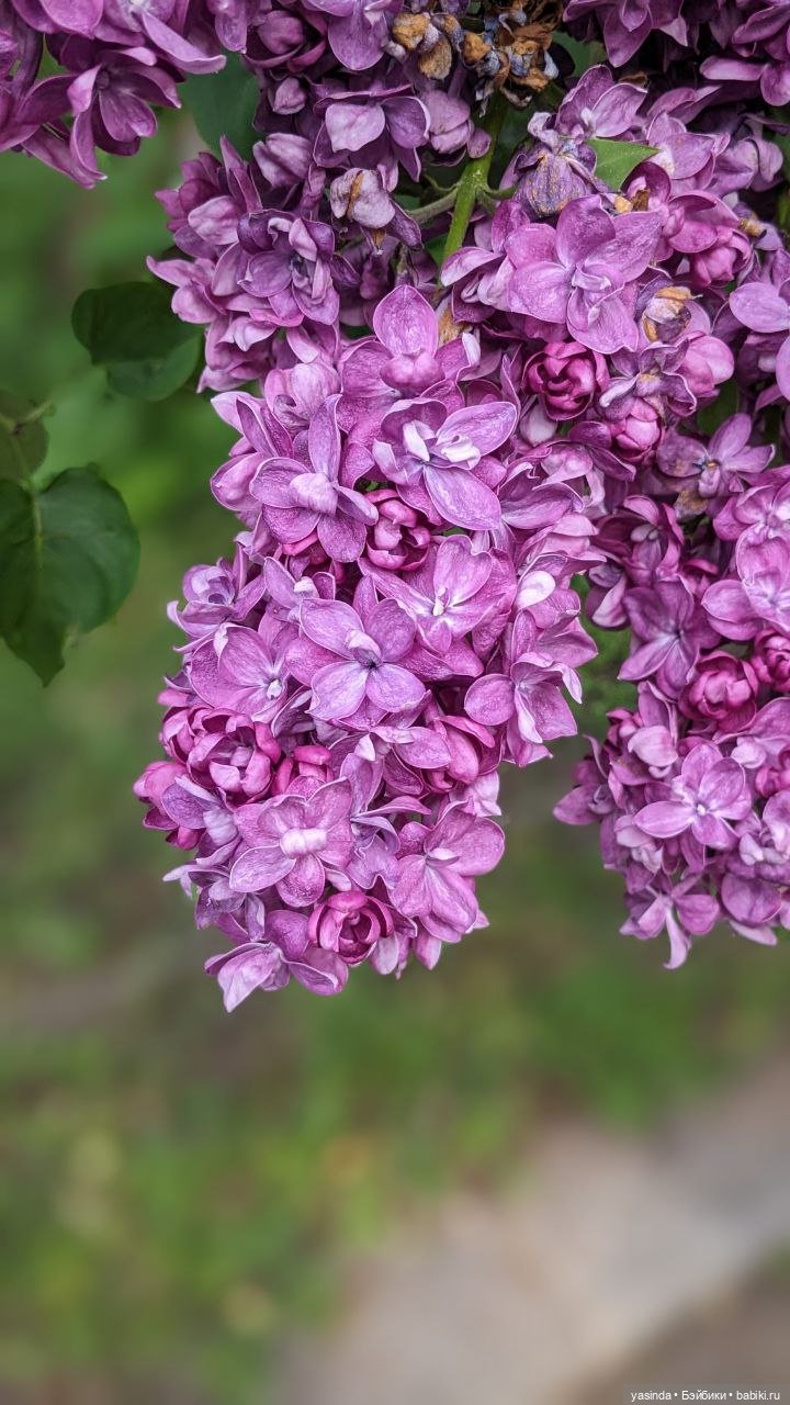 Сиреневый май — Азиатские виниловые куклы (разное): Китай