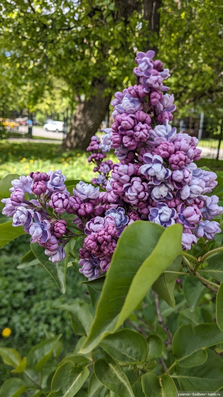 Сиреневый май — Азиатские виниловые куклы (разное): Китай