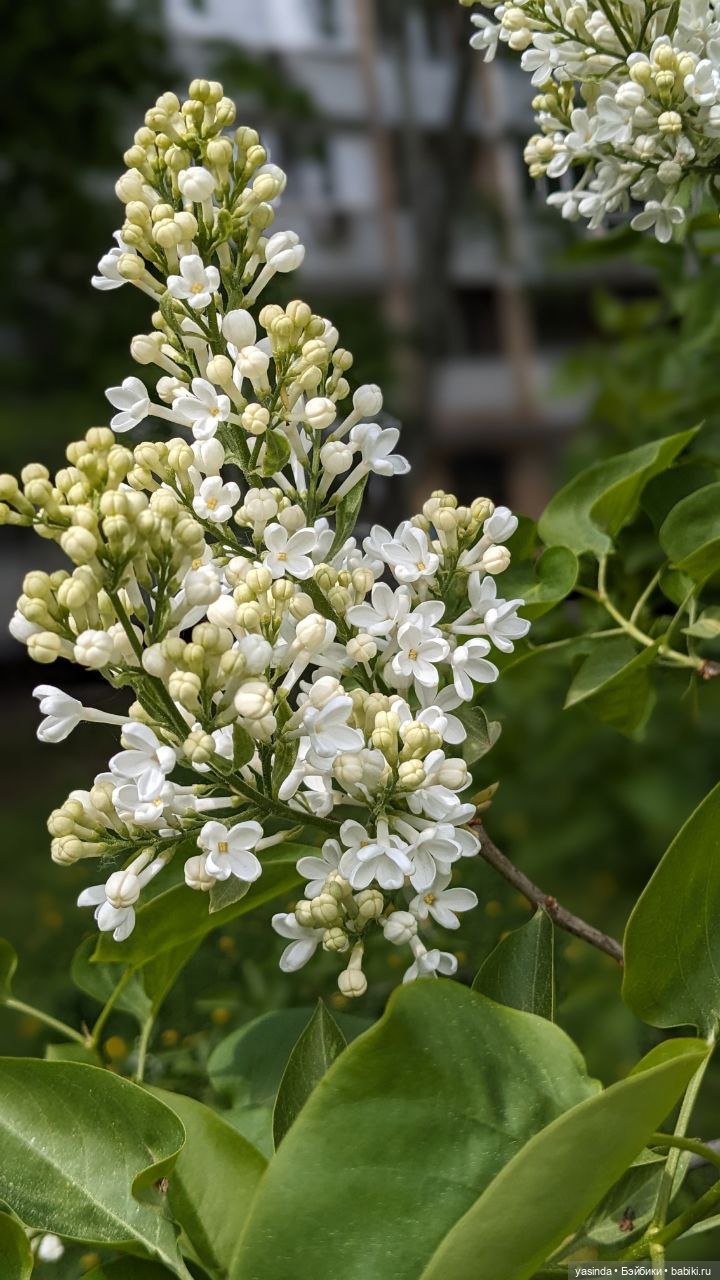 Сиреневый май — Азиатские виниловые куклы (разное): Китай