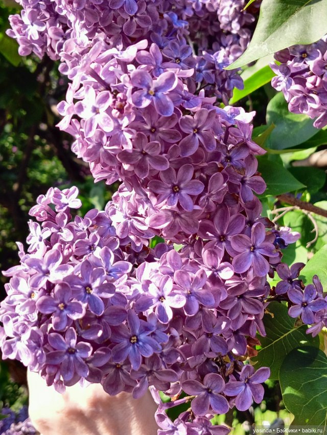 Сиреневый май — Азиатские виниловые куклы (разное): Китай