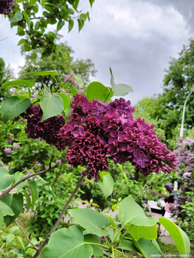 Сиреневый май — Азиатские виниловые куклы (разное): Китай