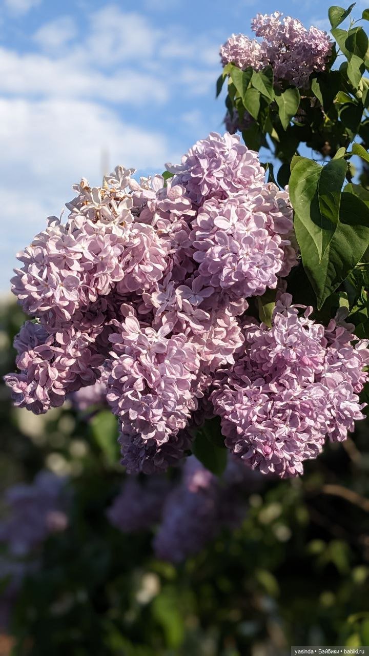 Сиреневый май — Азиатские виниловые куклы (разное): Китай