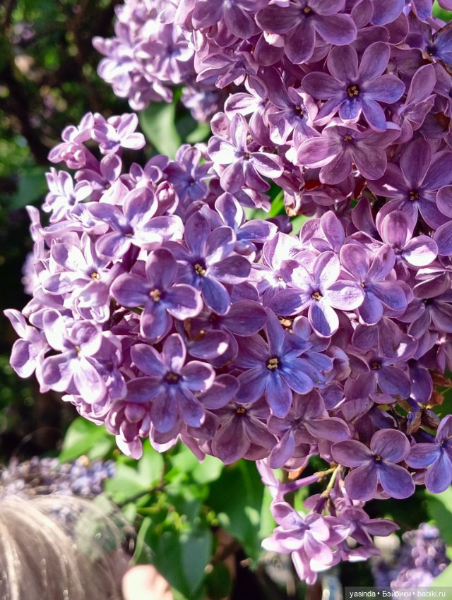 Сиреневый май — Азиатские виниловые куклы (разное): Китай