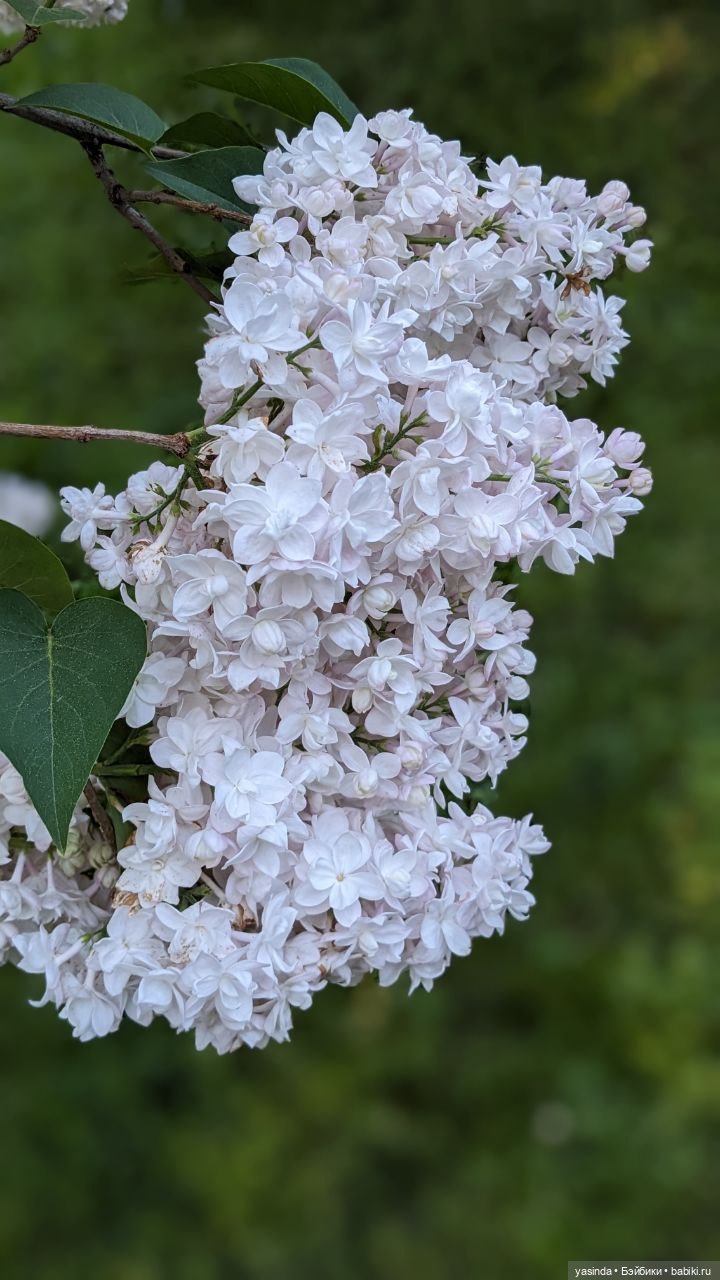 Сиреневый май — Азиатские виниловые куклы (разное): Китай