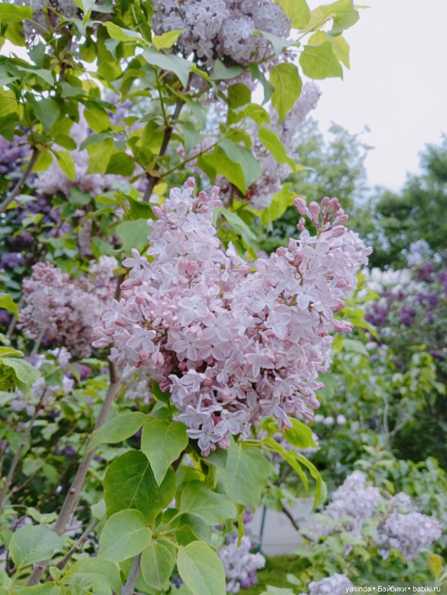 Сиреневый май — Азиатские виниловые куклы (разное): Китай