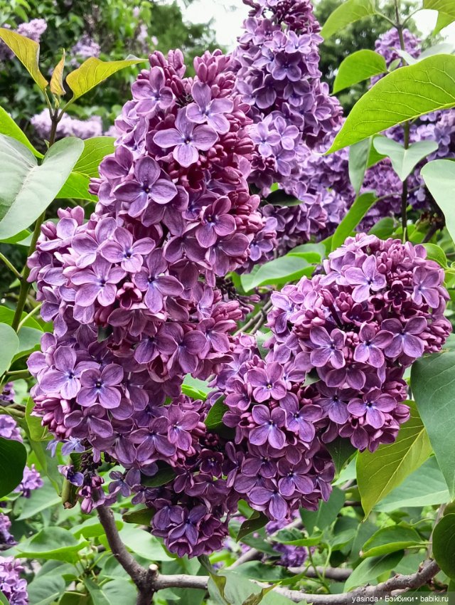 Сиреневый май — Азиатские виниловые куклы (разное): Китай