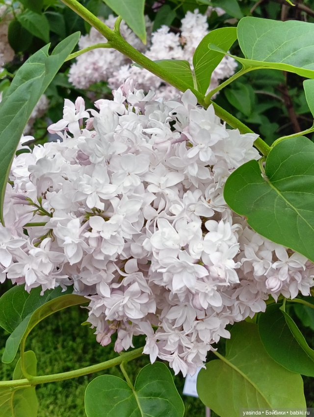 Сиреневый май — Азиатские виниловые куклы (разное): Китай