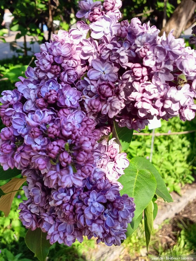 Сиреневый май — Азиатские виниловые куклы (разное): Китай