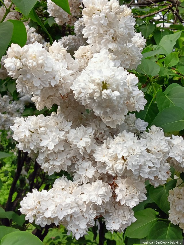 Сиреневый май — Азиатские виниловые куклы (разное): Китай