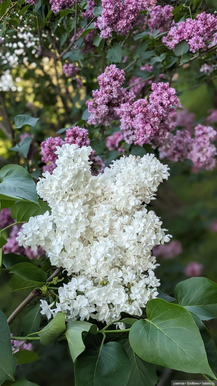 Сиреневый май — Азиатские виниловые куклы (разное): Китай