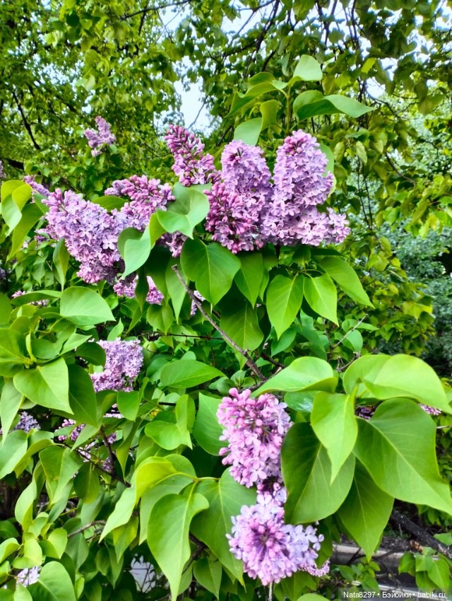 Плюшечки от Heidi Plusczok весной. Часть 3. Роми (фото 5)