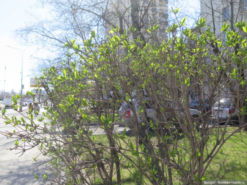 Эль-Ин из клана Эошаан — Игровые куклы разных производителей (Разное): редкие бренды (фото 9)