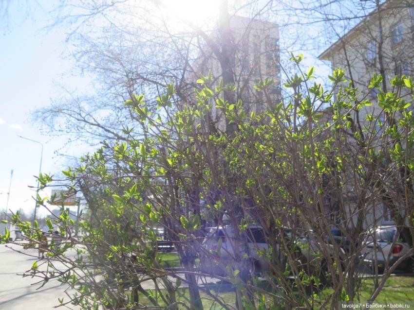 Эль-Ин из клана Эошаан — Игровые куклы разных производителей (Разное): редкие бренды (фото 8)