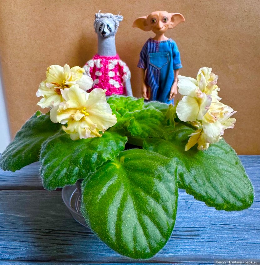 Фиалковое настроение — Красивая природа и цветы: фото пейзажей (фото 10)