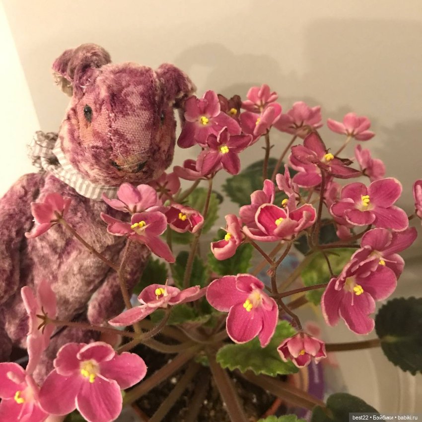 Фиалковое настроение — Красивая природа и цветы: фото пейзажей (фото 9)