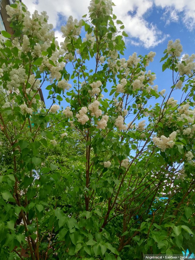 Прогулка — Аниме куклы (MJD/Винил): Imomo (фото 6)