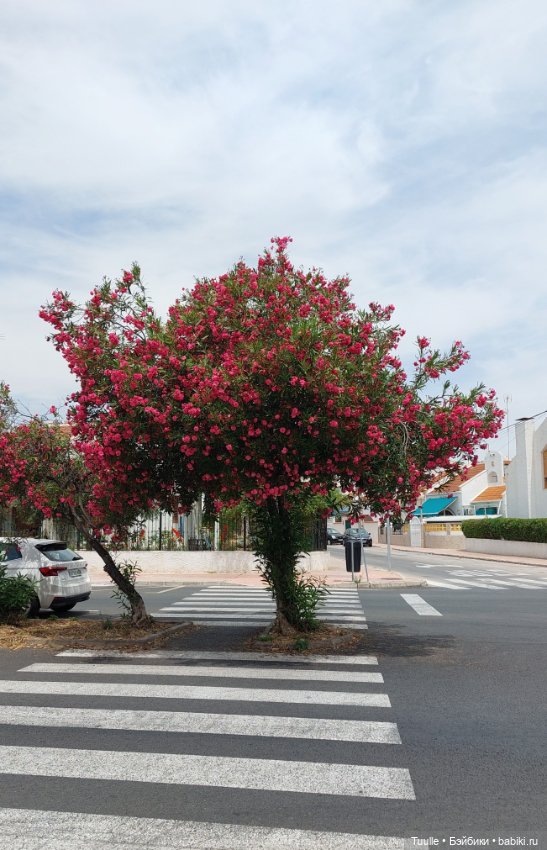 Смех и кудряшки — Куклы Jane Bradbury (Джейн Брэдбери): MasterPiece (фото 4)