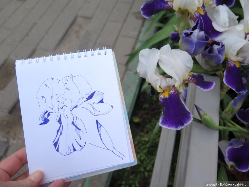 Мои зарисовки ирисов 2025