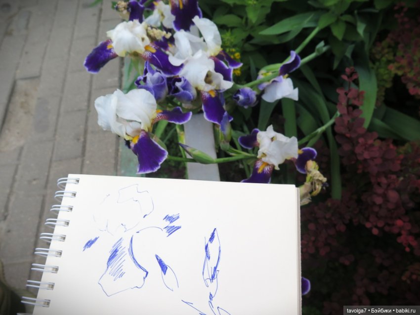 Мои зарисовки ирисов 2025