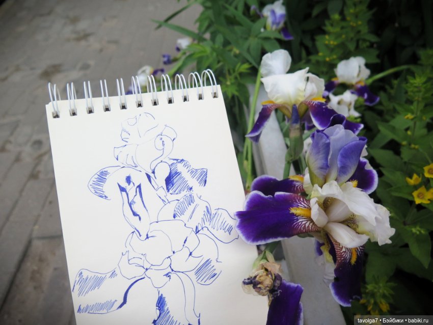 Мои зарисовки ирисов 2025