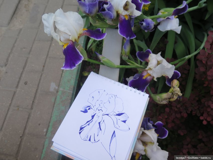 Мои зарисовки ирисов 2025