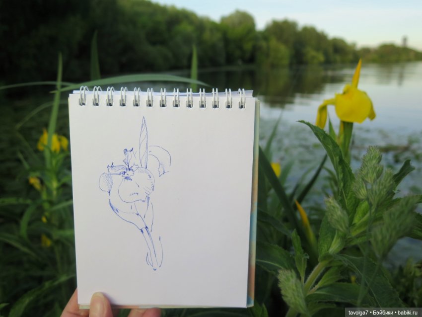 Мои зарисовки ирисов 2025 (фото 4)